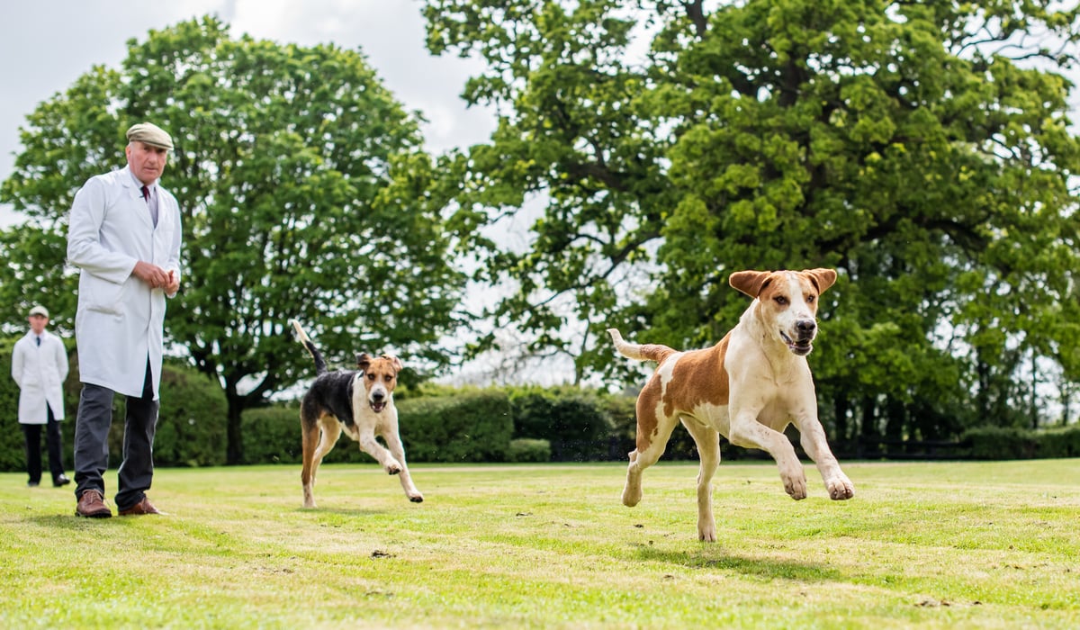 Your full guide to what happens at puppy shows