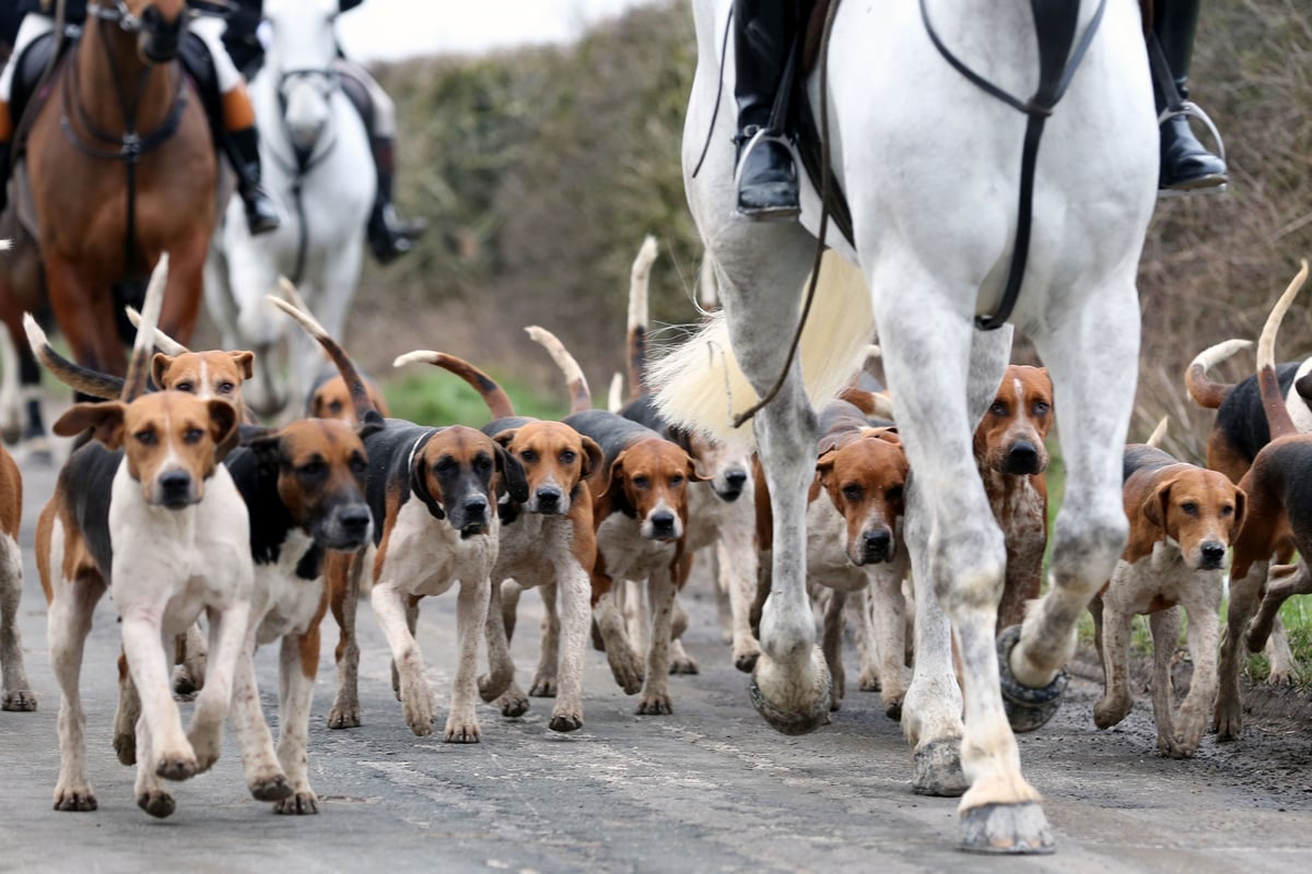 Hounds-with-the-Holderness-Hunt