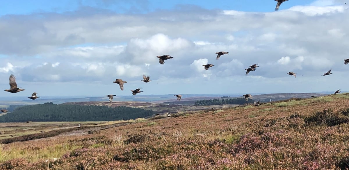 Blanchland Grouse